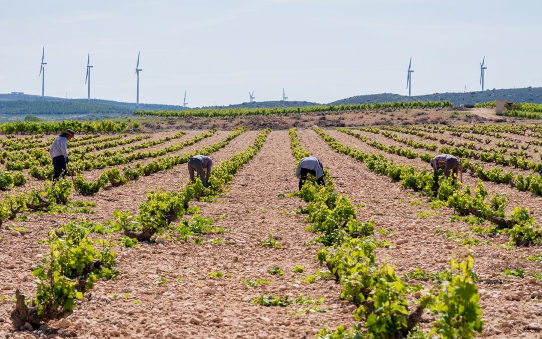 La poda en verde o efarajo: una técnica esencial en el cuidado del viñedo