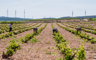 La poda en verde o efarajo: una técnica esencial en el cuidado del viñedo