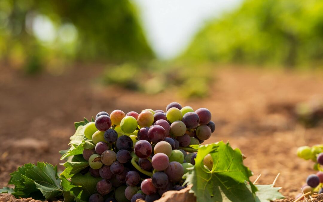 La vendimia en verde, uno de los trabajos más importantes para la calidad de los vinos.