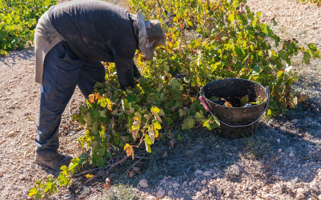 VENDIMIA, EL MOMENTO MÁS IMPORTANTE DEL AÑO PARA LA BODEGA.